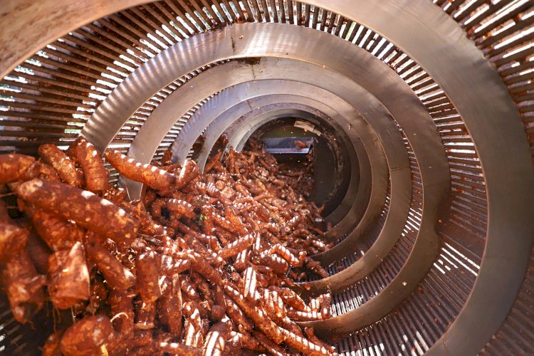 Biogás gera economia na indústria de fécula paranaense
